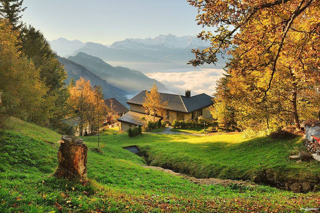 swiss, Матвеев Николай