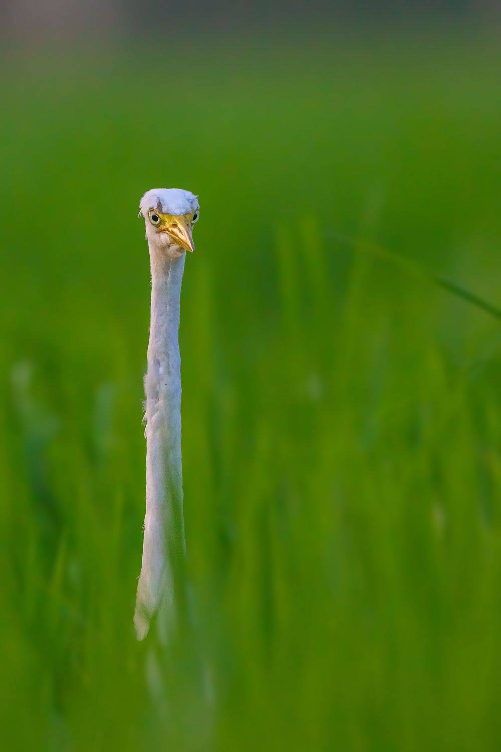 Wildlife, Animal, Birds, Kushan Madushanka Sonnadara