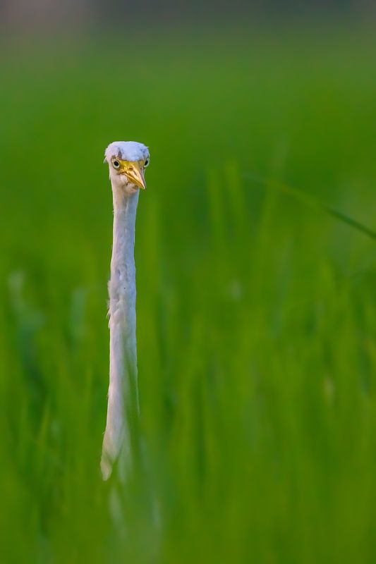 Wildlife, Animal, Birds Hide & Seek фото превью