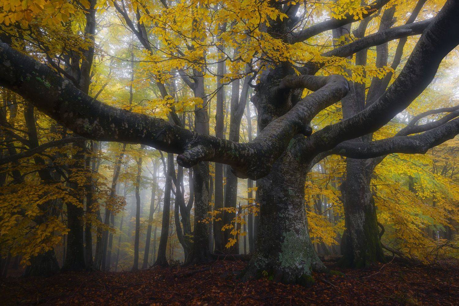 , Szabo Zsolt Andras