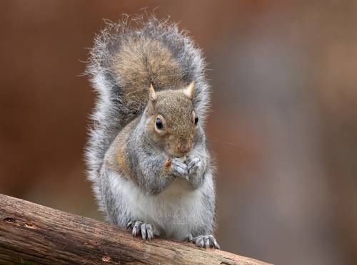 Grey Squirrel