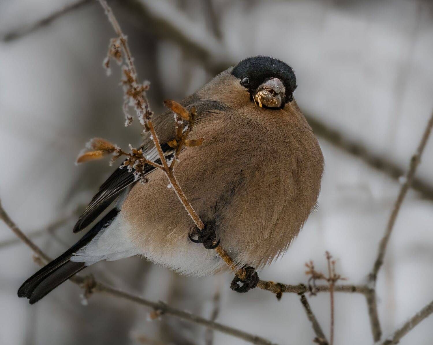 , Курлянцев Алексей