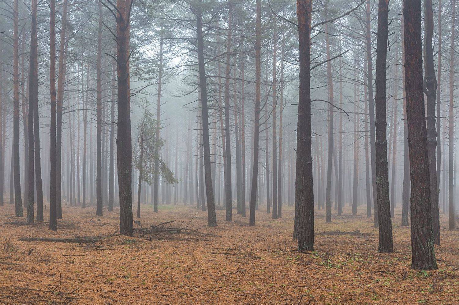 осень, лес, ноябрь, заповедник, Востриков Руслан