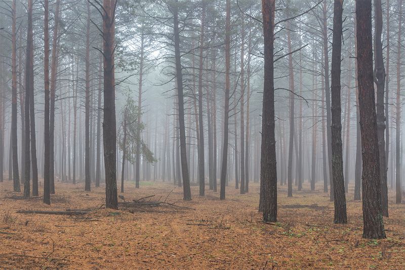 осень, лес, ноябрь, заповедник  фото превью
