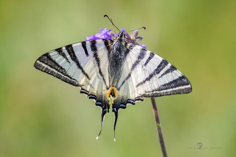 iphiclides podalirius, подарилий, парусник подарилий, махаон, макроохота, макрофото охота, макро, природа,  полоски, зебра, бабочка, белгородская область,  macro, butterfly,  wings,  nature, макросъемка, съёмка насекомых Бабочка парусник подалирий фото превью