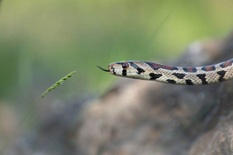 Леопардовы полоз (Zamenis situla) фото превью