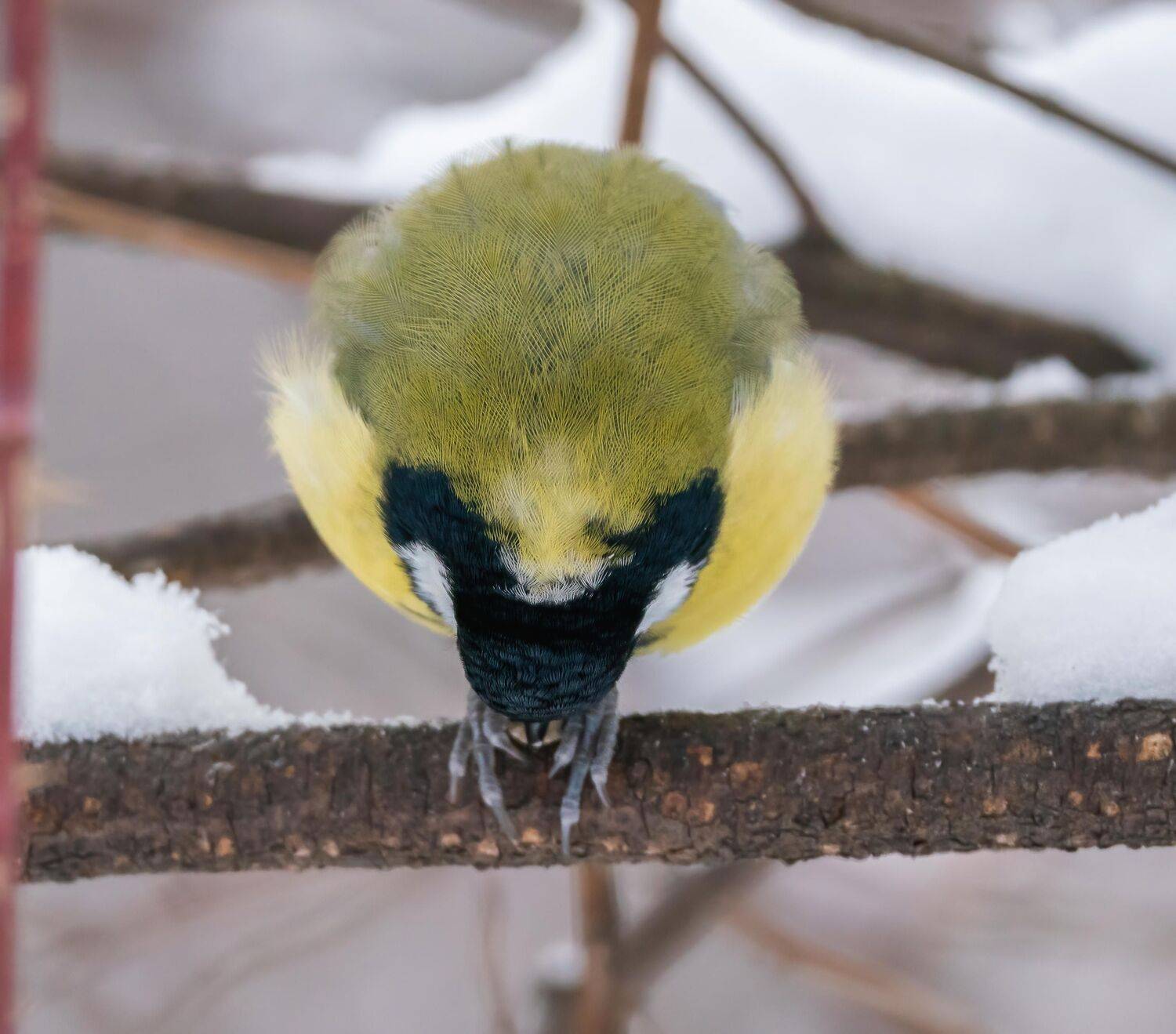 , Константин Дэм