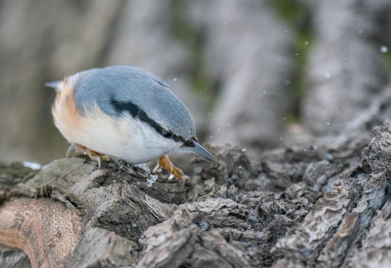 , Константин Дэм