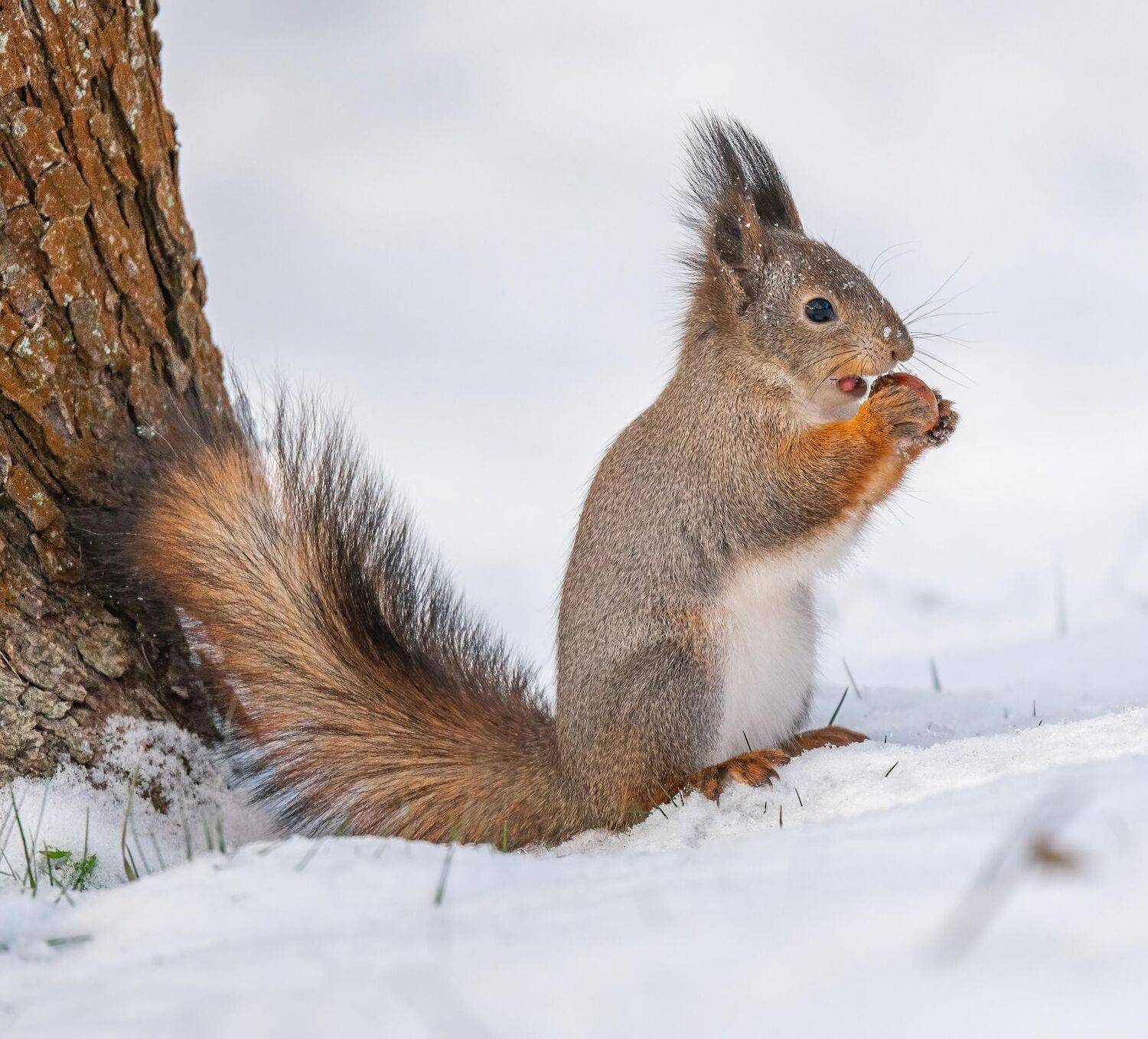 , Константин Дэм