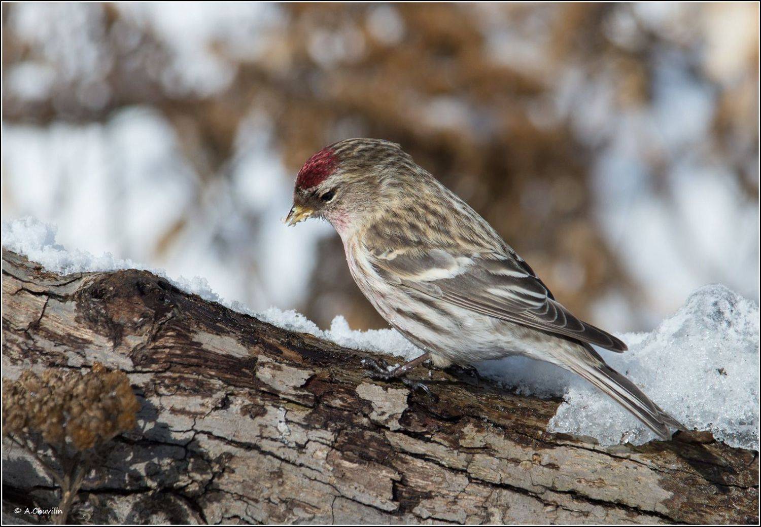 птица,чечётка, Александр Чувилин
