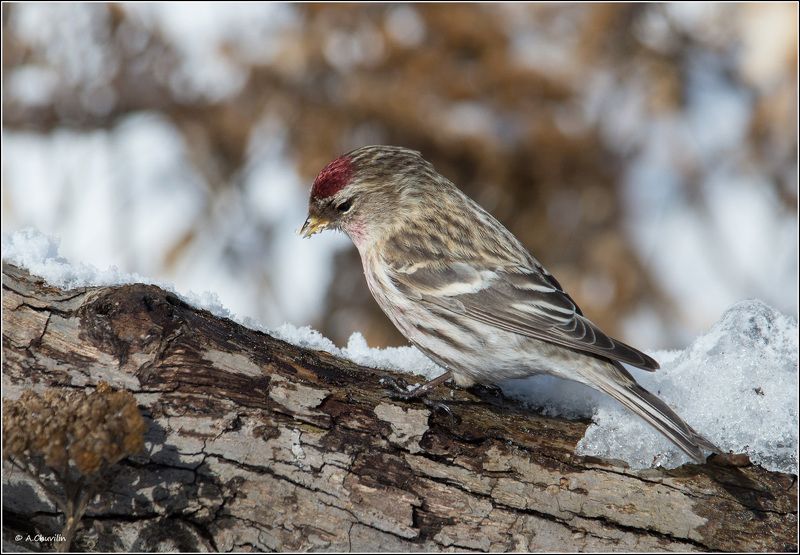 Чечётка фото превью