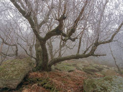 Туманный заморозок под г. Развалкой