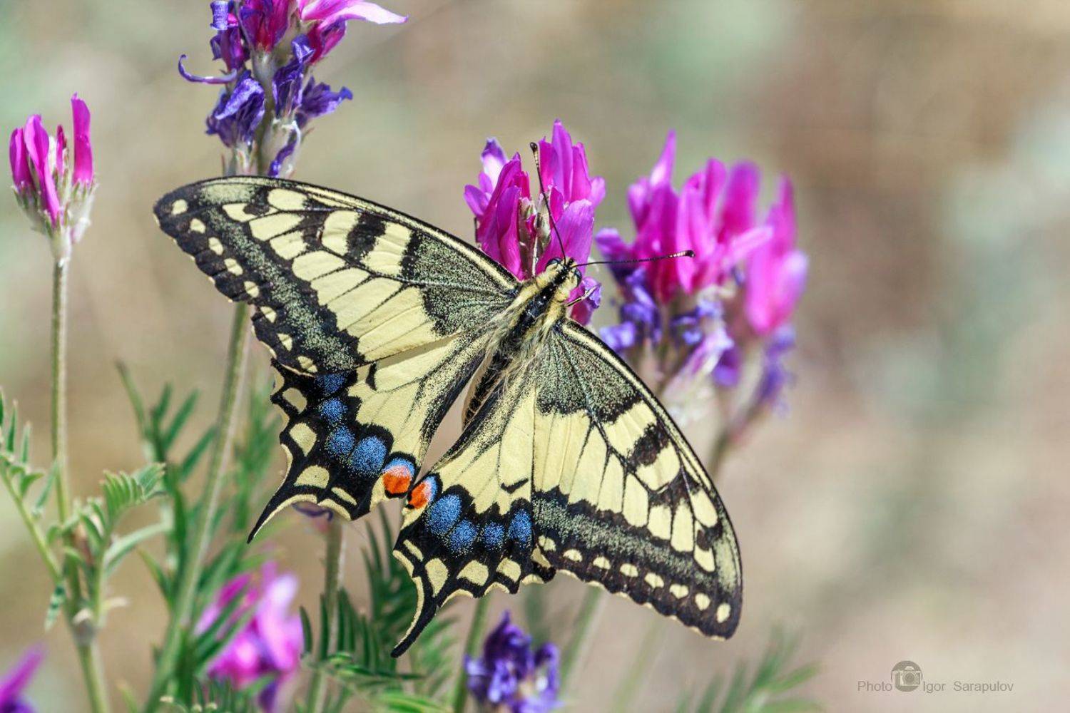 papilio machaon, махаон, парусник махаон,  макроохота, макрофото охота, макро, природа,  полоски, бабочка, краснодарский край,  macro, butterfly,  wings,  nature,  макросъемка, съёмка насекомых, Сарапулов Игорь