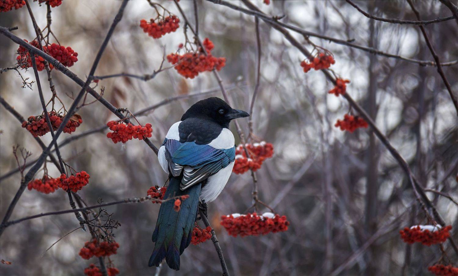 птица, сорока, врановые, зима, рябина,, Марина Мочалова