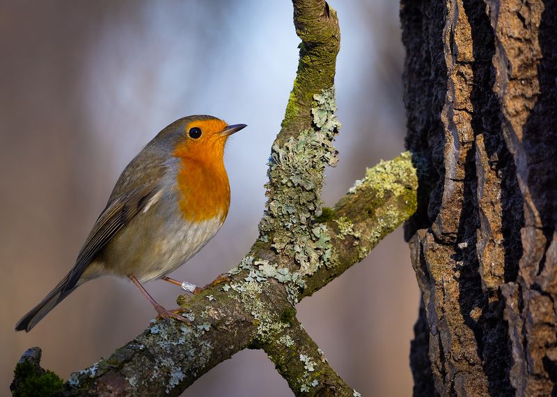 Robin фото превью