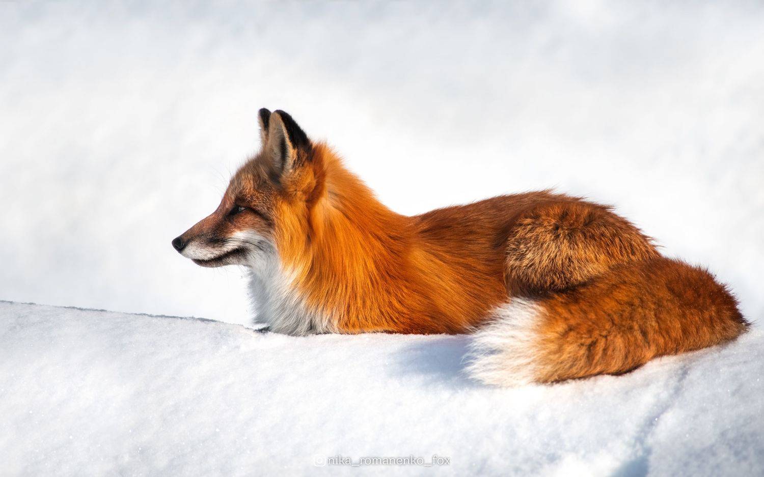 лиса, лисы, животные, снег, зима, animals, fox, foxes, animal, лис, red fox, forest, лес, Вероника Романенко