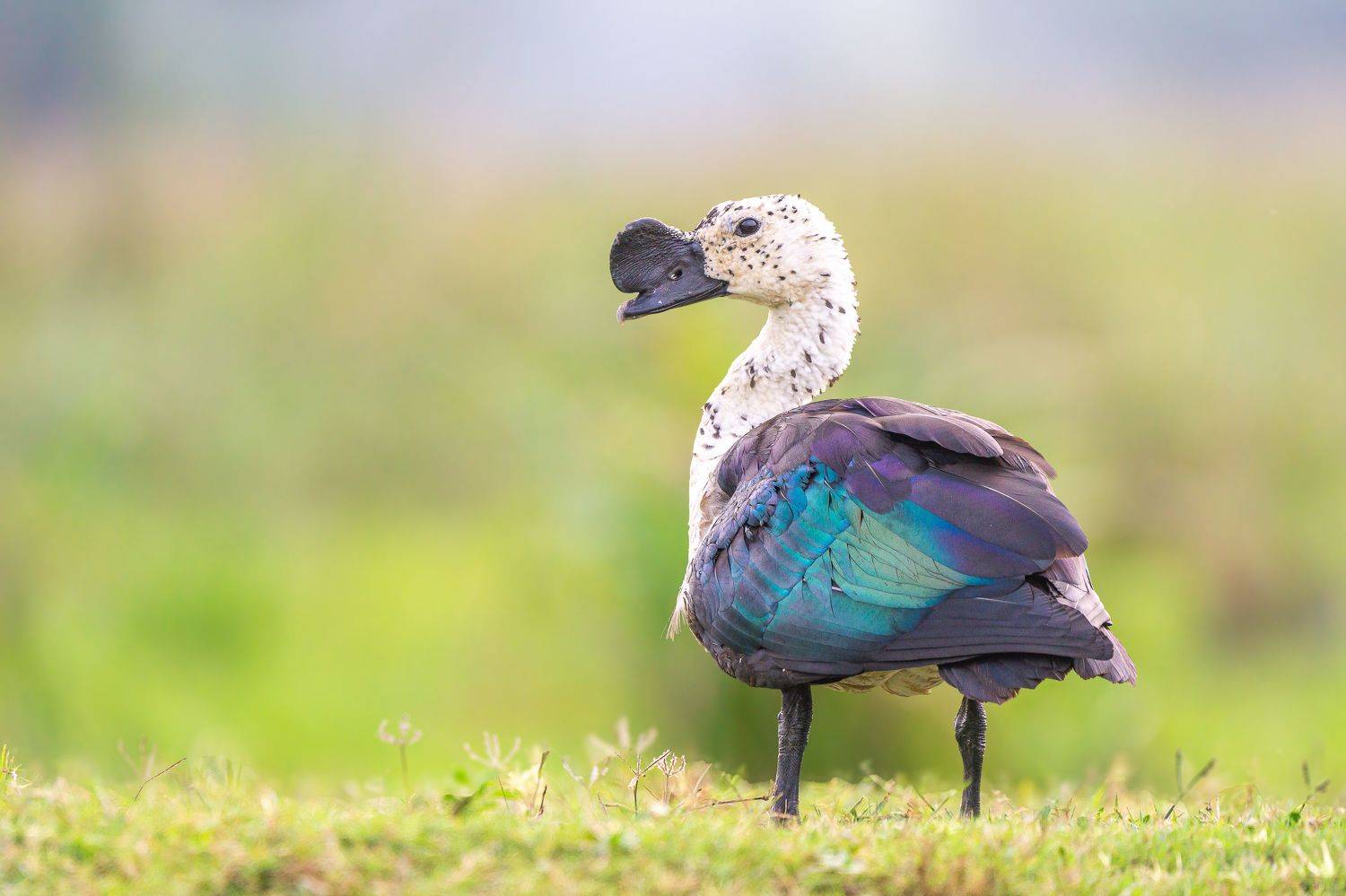 Animal, Wildlife, Birds, Kushan Madushanka Sonnadara