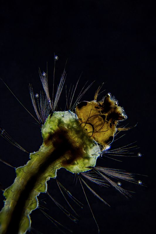 Mosquito larvae фото превью