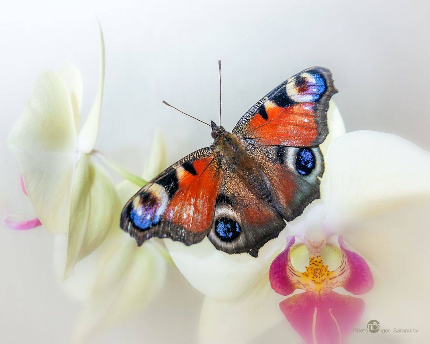 павлиний глаз, aglais io,  орхидея,  orchidaceae, насекомое, макро,  бабочка, цветок, природа, прелесть, макроохота, макрофото охота,  природа, macro, butterfly,  wings,  nature,  белгородская область, макросъемка, съёмка насекомых,, Сарапулов Игорь