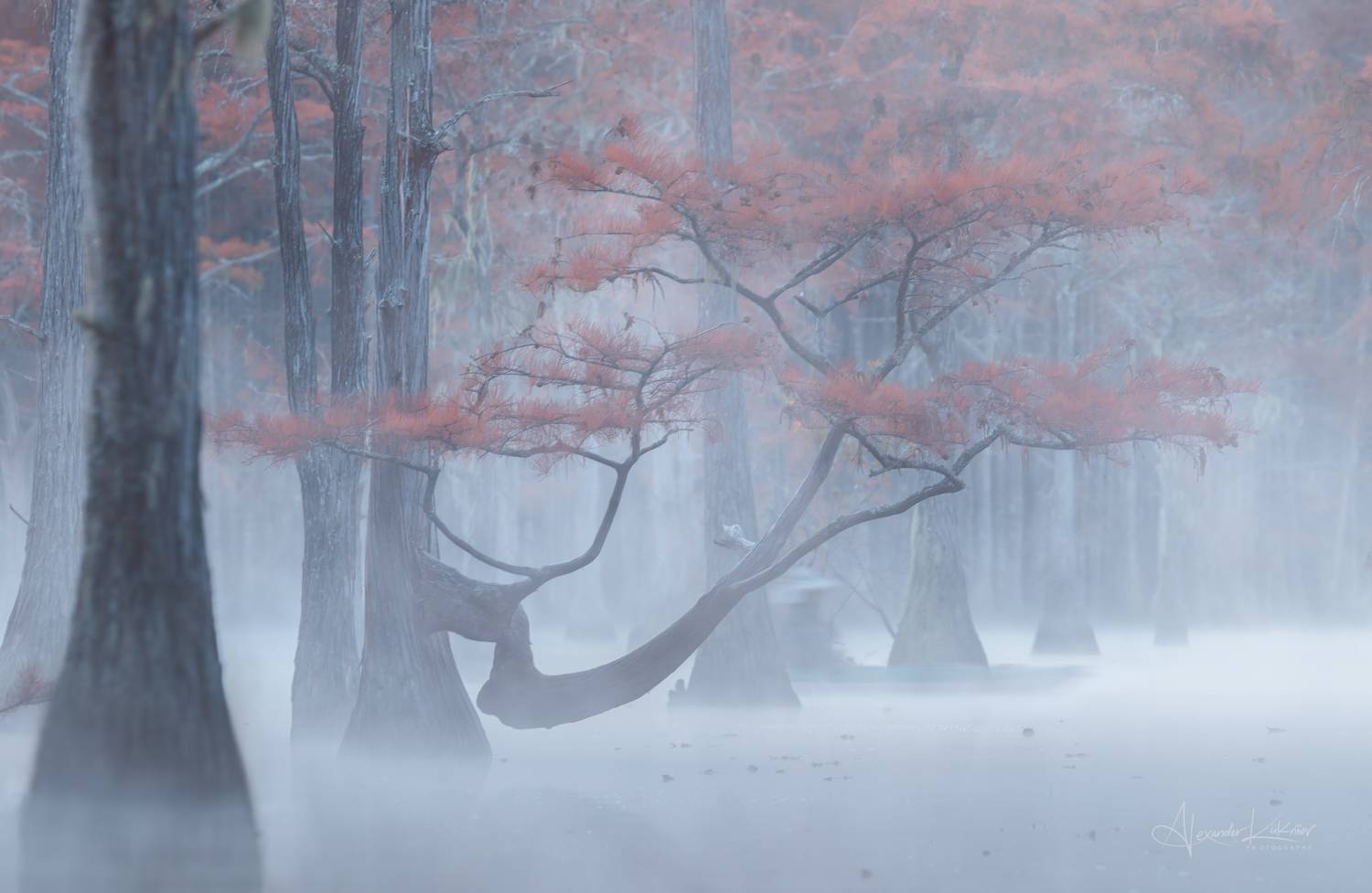 кипарисы, джорджия,рассвет,пейзаж,туман, Александр Кукринов