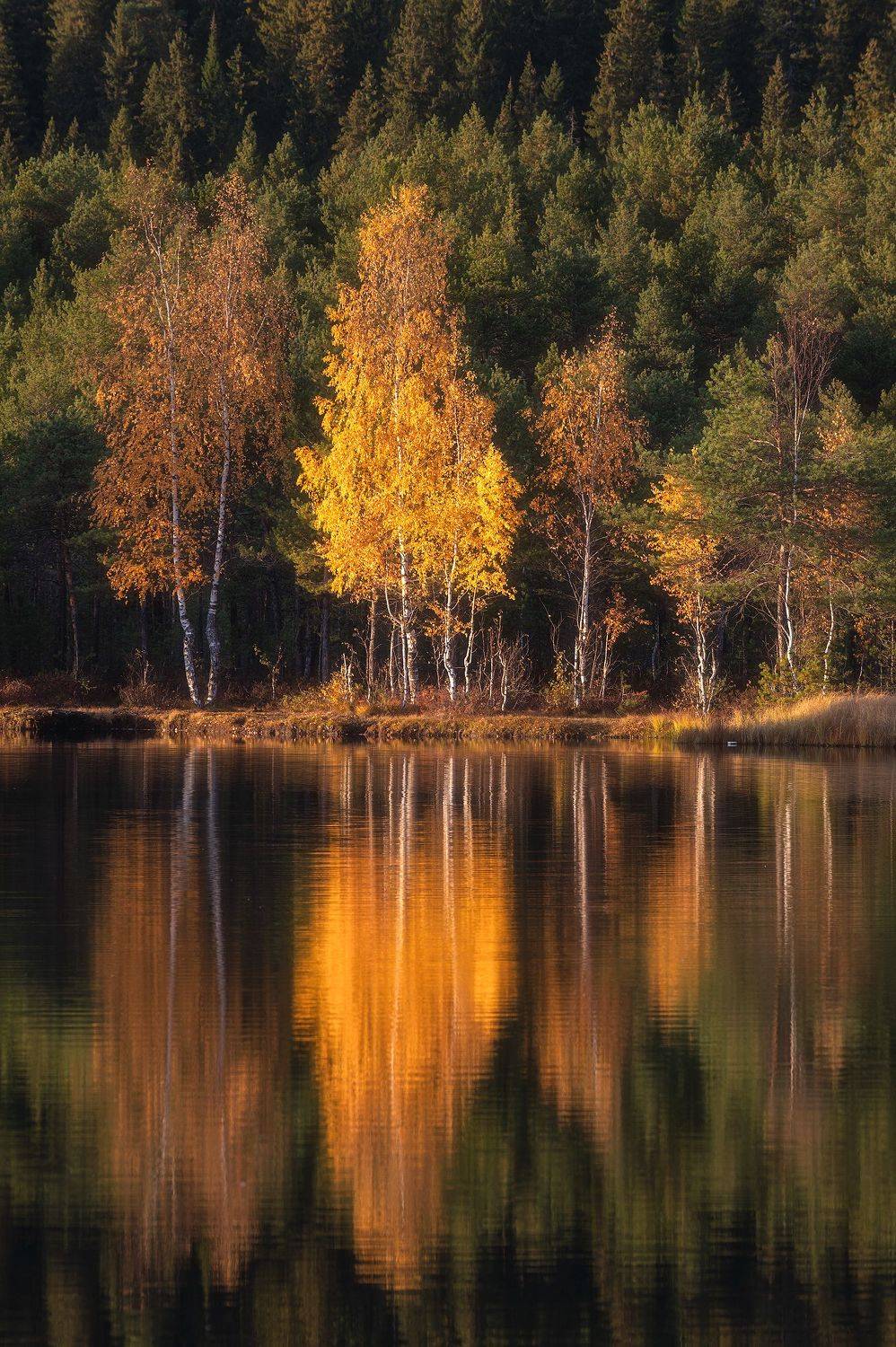 пермский край, осень, россия, урал, береза, вечер, закат, пейзаж, озеро, Кирилл Кузнецов