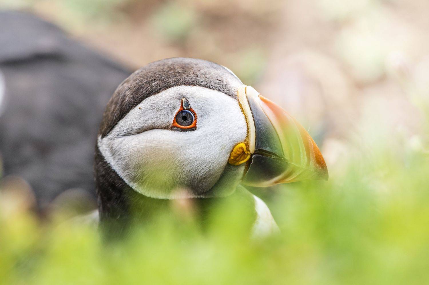 puffin, auk, bird, nature, animals, wildlife, colours, summer, grass,   nikon, ireland, дикиая природа, птицы, ирландия, Vitaliy Tuzov