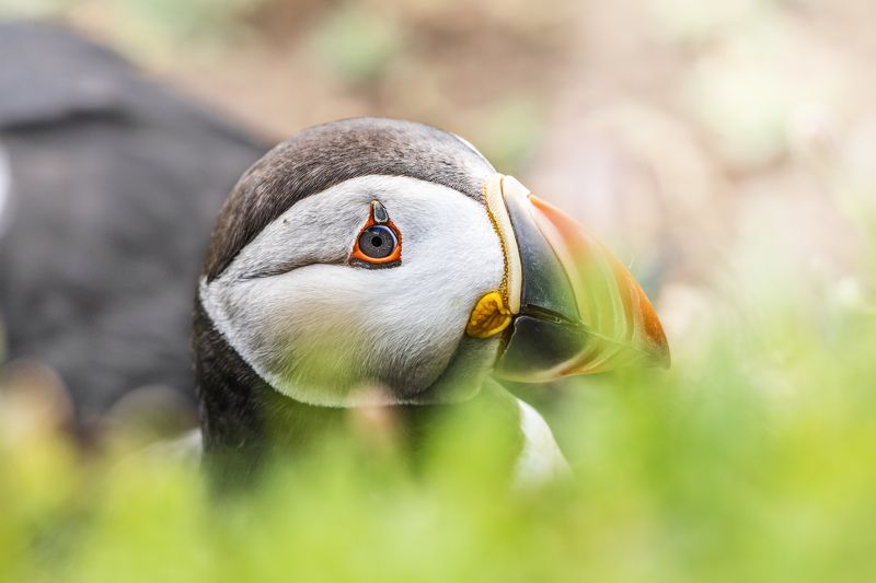 puffin, auk, bird, nature, animals, wildlife, colours, summer, grass,   nikon, ireland, дикиая природа, птицы, ирландия Puffin (Тупик). Do you see me?! фото превью