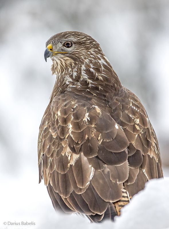 Канюк фото превью