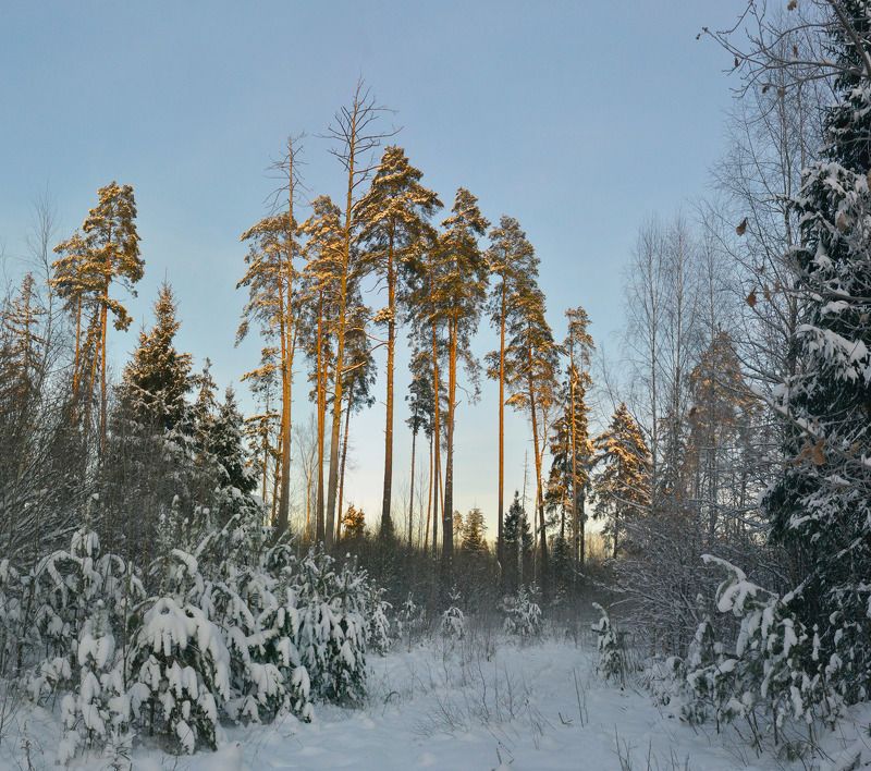 Сосны в закатных лучах фото превью