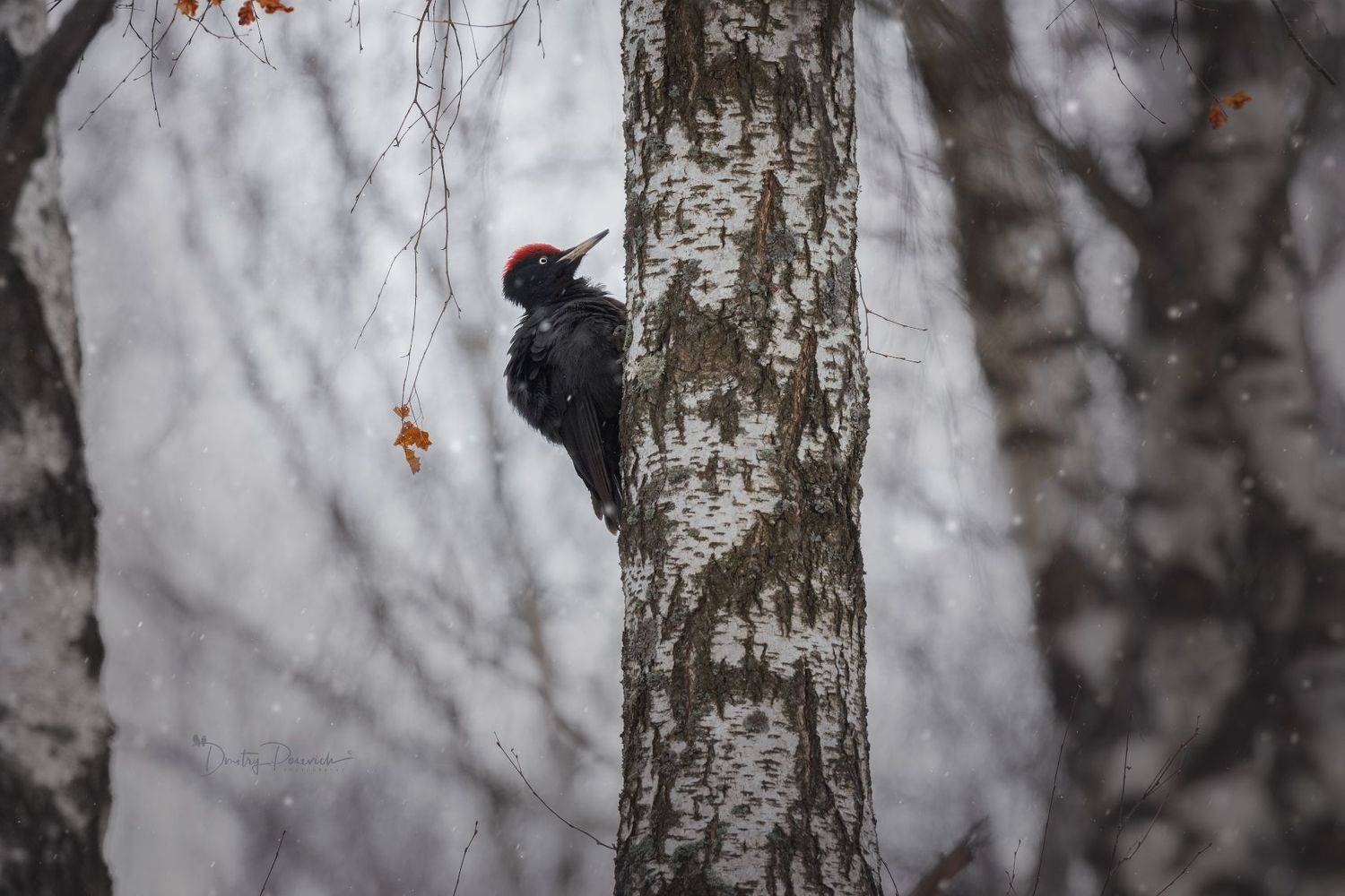 природа, лес, поля, огороды, животные, птицы, макро, Посевич Дмитрий