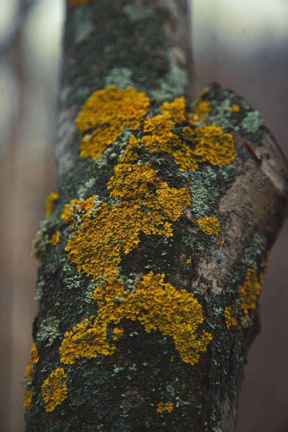 Осень, берёза, Эльвира Сагдиева