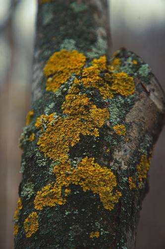 Старая берёза