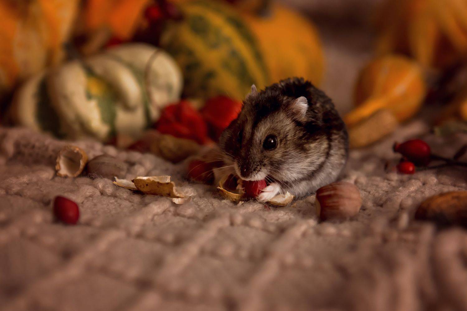 , Наталия Дмитриенко