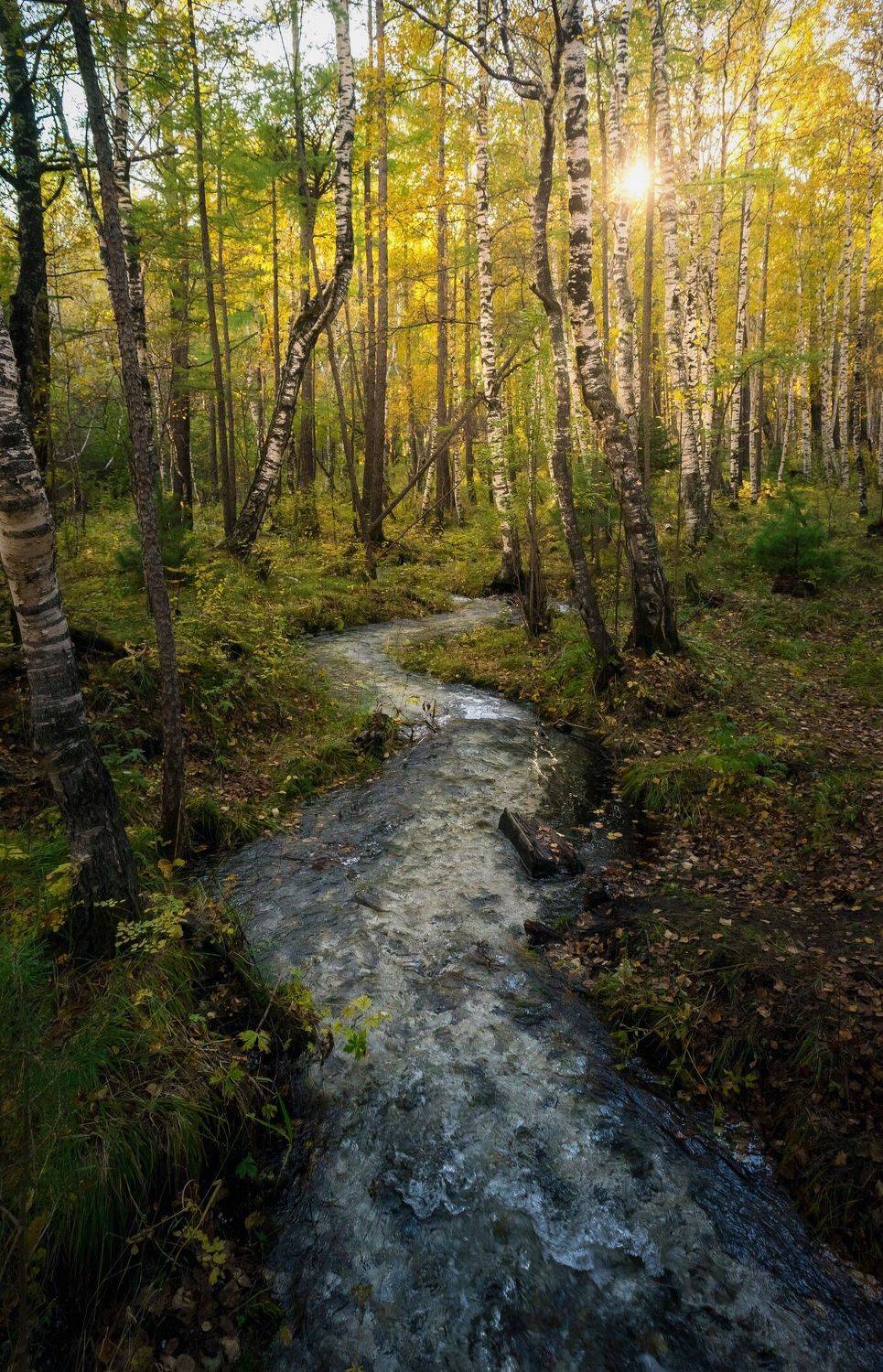 лес, ручей, Екатерина Назарова