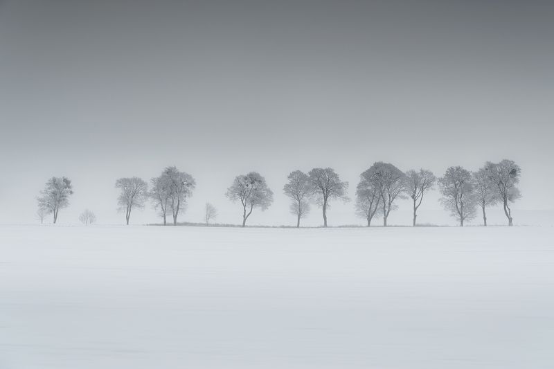 december, tree, winter, snow, field, landscape, white, gray, rime  фото превью