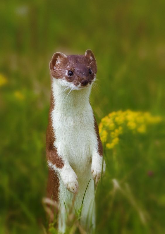 ,,.-,,,-,,, фото превью