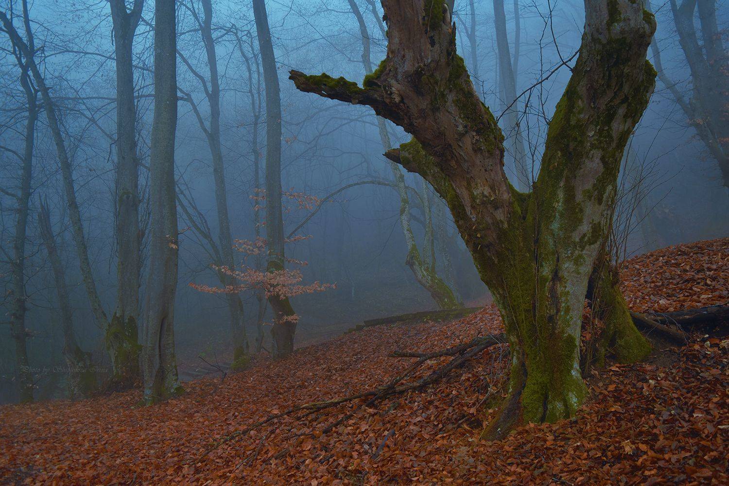 , Шипунова Ирина