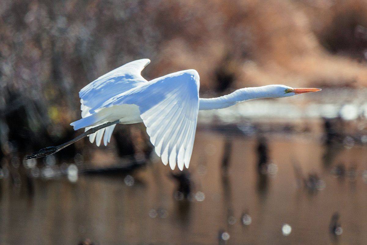 , Леонид Дьяченко
