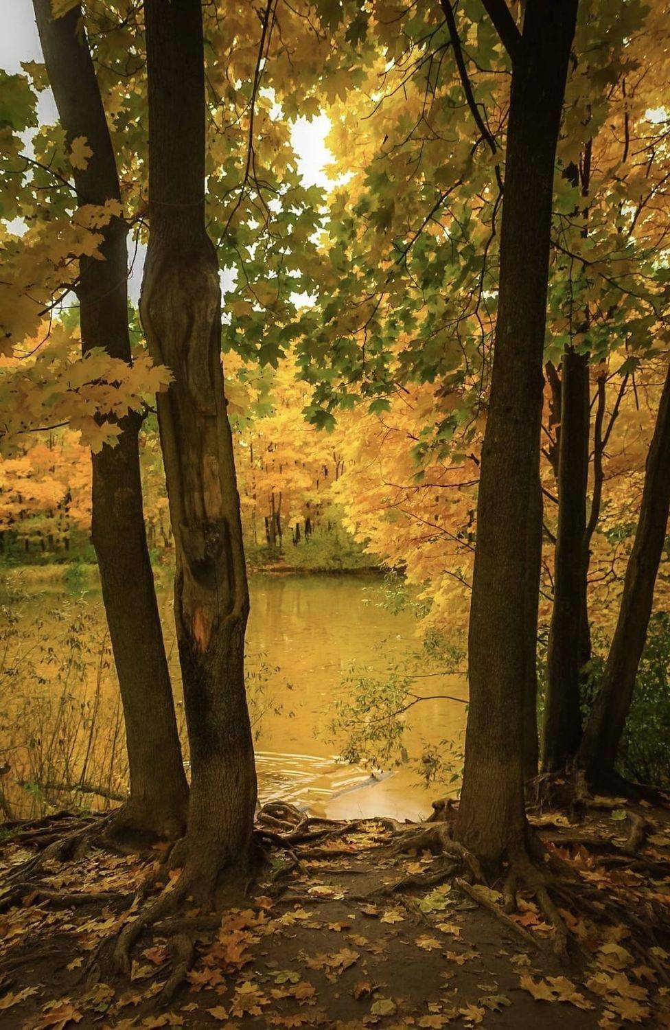 золотая осень, gold autumn, природа, пейзаж, landscape, nature. осень, autumn, Julia Kaissa