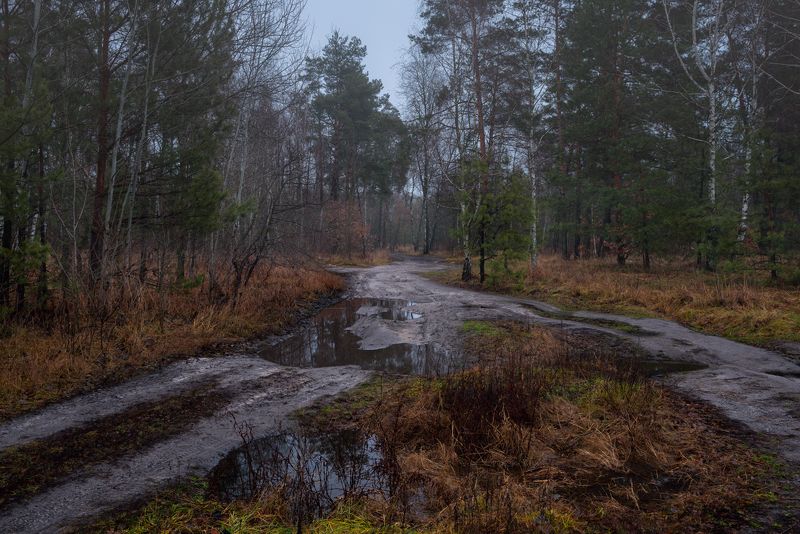 луг, зима, декабрь, сумерки, туман, лужи Не нарушая тишины, сырой декабрь бредет по лужам фото превью