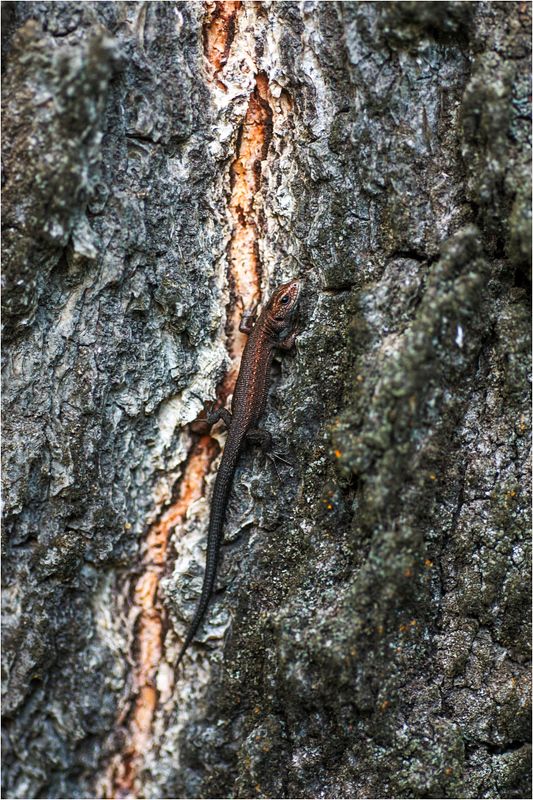 Zootoca vivipara фото превью
