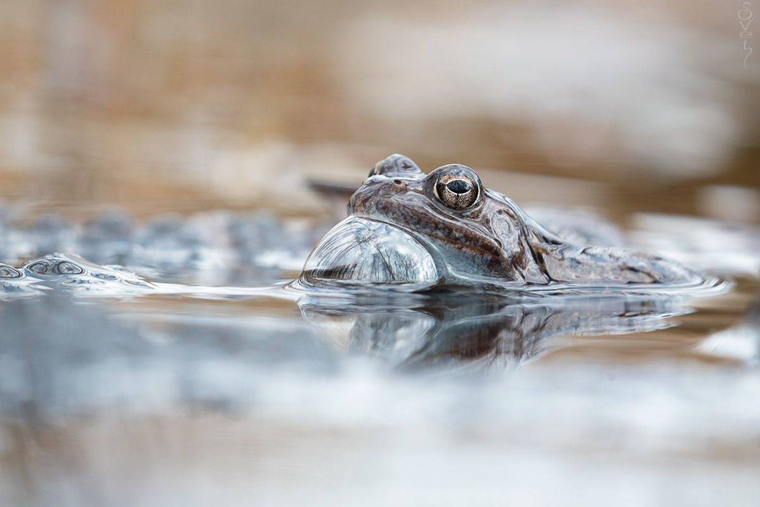 планета, весенний пейзаж, лягушка, Байбекова Светлана