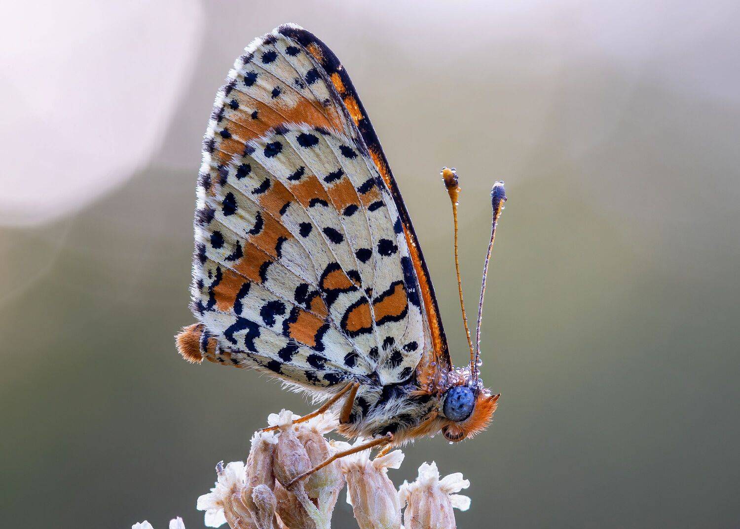 , Кузнецов Дмитрий