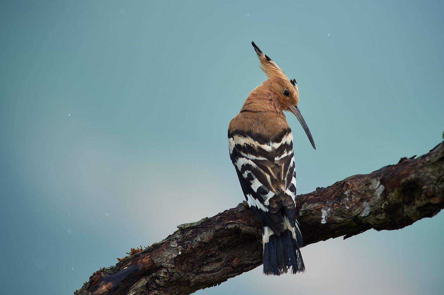 nature, wildlife, birds, Калин Ботев