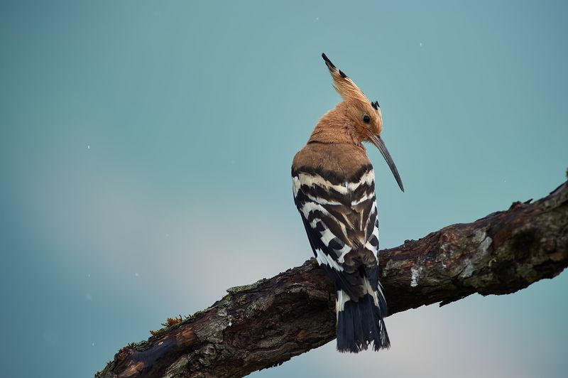 nature, wildlife, birds *** фото превью