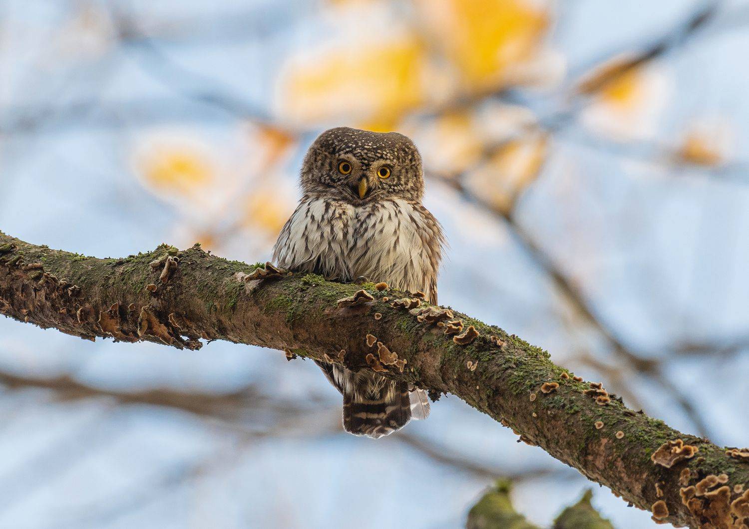 , Руслан Сигушин