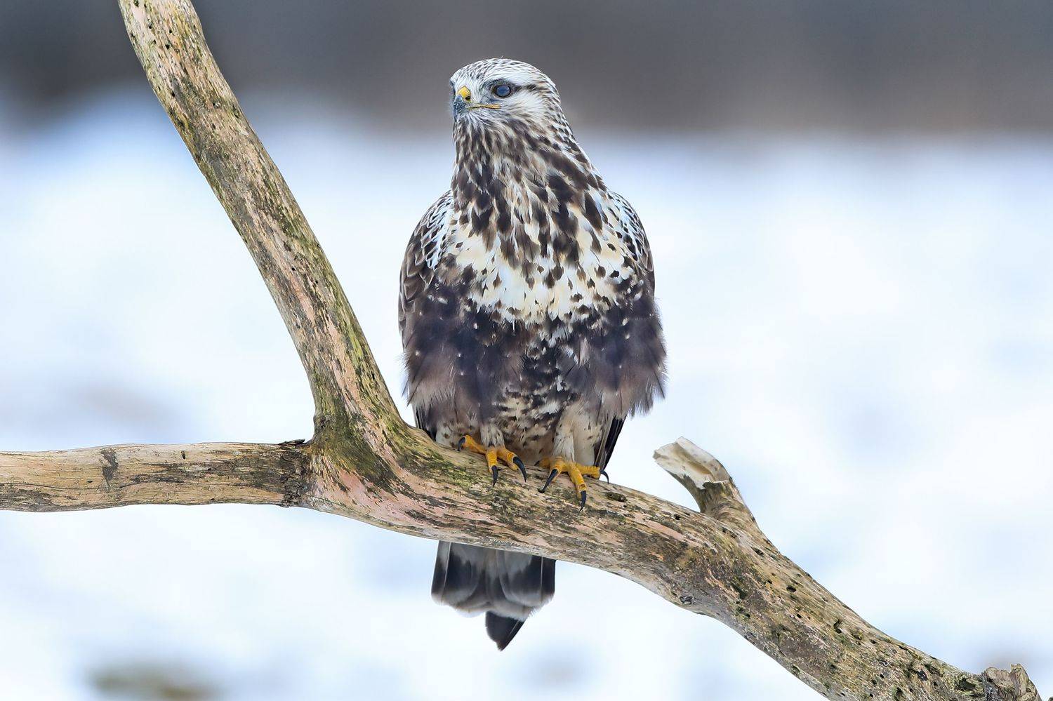 , Александр Гусар