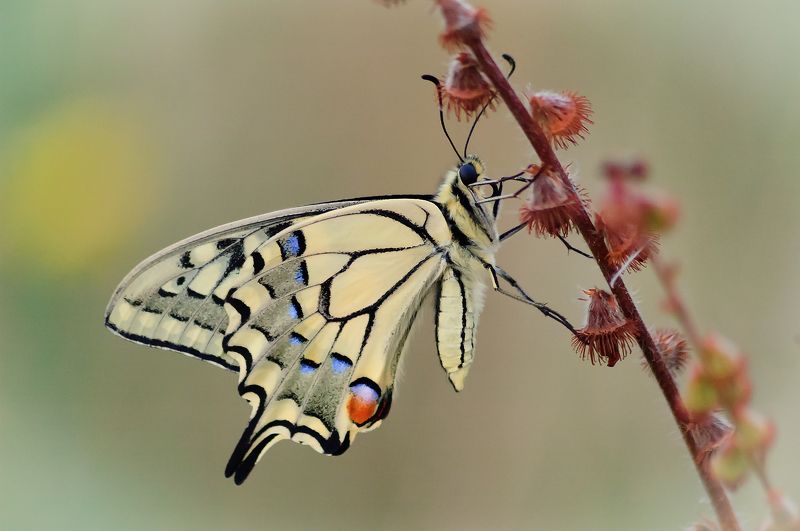 Бабочка Махаон_2 фото превью