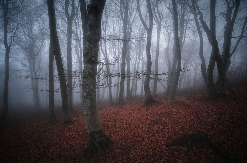 Буковый лес фото превью