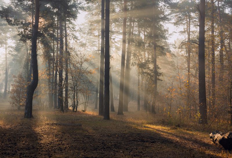лес осень октябрь утро туман лучи Последний день октября фото превью
